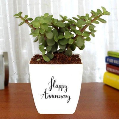 Happy Anniversary with Jade Plant