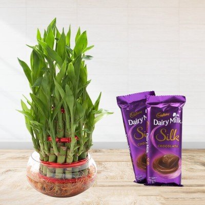3 Layer Lucky Bamboo with Dairy Milk Silk
