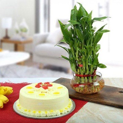 Butterscotch Cake With Three Layer Bamboo Plant