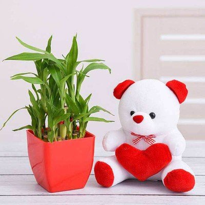 2 Layer Lucky Bamboo and Teddy