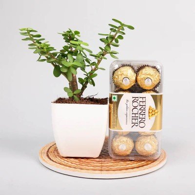 Jade Plant With Ferrero Rocher Combo