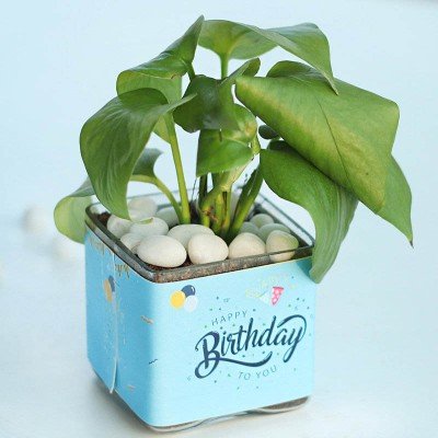 Birthday Money Plant