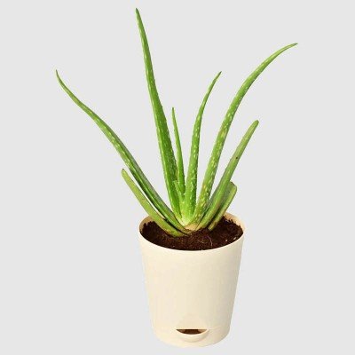 Aloe Vera Plant - Medium