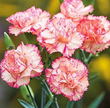 Send Carnations Online Delivery