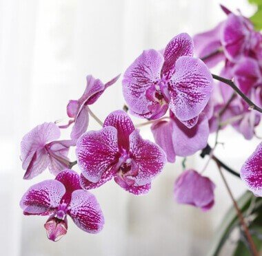 Send Orchids Online Delivery