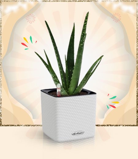 New Year 2024 Plants Online